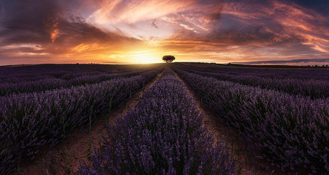 Lavender Sunset Black Ornate Wood Framed Art Print with Double Matting by Ruiz Dueso, Jorge