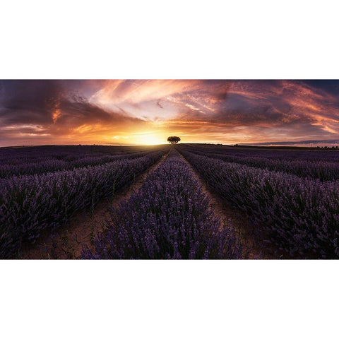 Lavender Sunset Black Modern Wood Framed Art Print by Ruiz Dueso, Jorge
