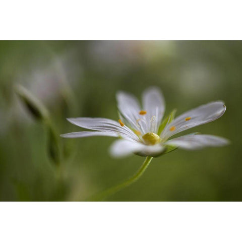 Stitchwort Black Modern Wood Framed Art Print with Double Matting by Disher, Mandy