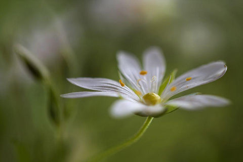 Stitchwort White Modern Wood Framed Art Print with Double Matting by Disher, Mandy