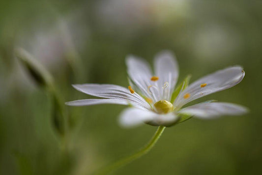 Image Only
