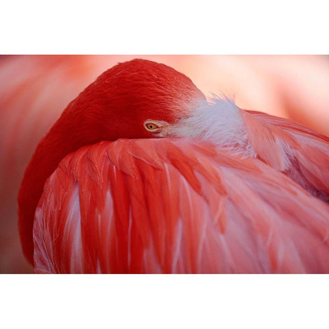 Red Black Modern Wood Framed Art Print by Wenner-Braun, Antje