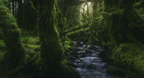 Hidden Wood Black Ornate Wood Framed Art Print with Double Matting by De La, Javier