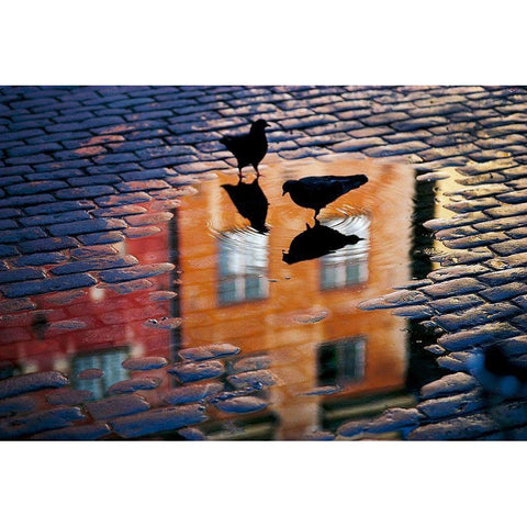 Pigeons Black Modern Wood Framed Art Print by Wallberg, Allan