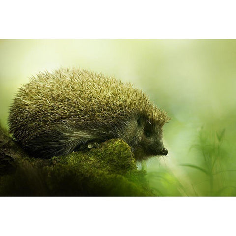 Hedgehog White Modern Wood Framed Art Print by Potoma, Kristian