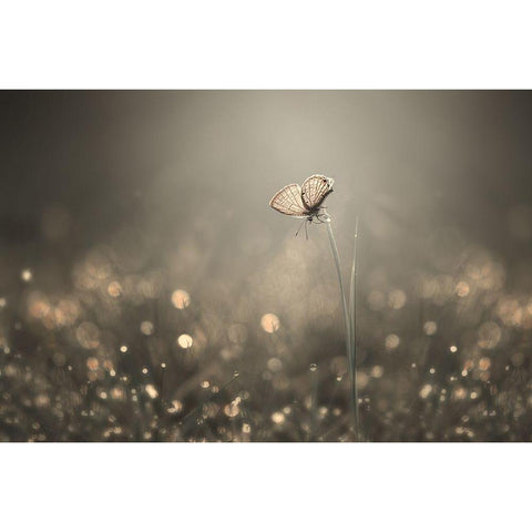 Dream Light White Modern Wood Framed Art Print by Pamungkas, Edy
