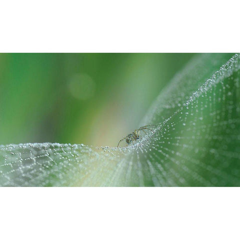 On Pearls Of Diamonds... Gold Ornate Wood Framed Art Print with Double Matting by Dufour, Thierry