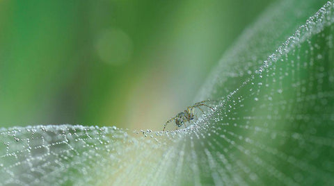 On Pearls Of Diamonds... Black Ornate Wood Framed Art Print with Double Matting by Dufour, Thierry