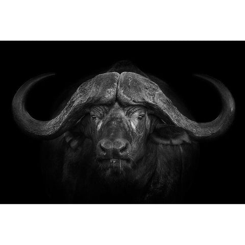 Big Horns Black Modern Wood Framed Art Print with Double Matting by Moreno, Mario