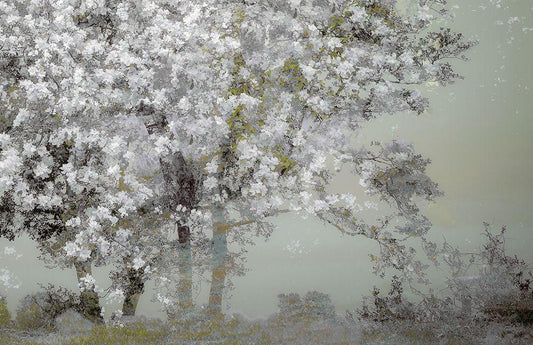 Image Only