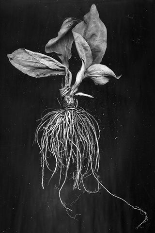 Plantain Black Ornate Wood Framed Art Print with Double Matting by Barkow, Brig