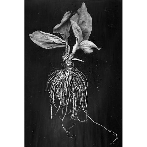 Plantain Black Modern Wood Framed Art Print with Double Matting by Barkow, Brig