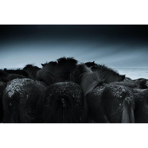 Cold Weather Black Modern Wood Framed Art Print by Z, Bingo