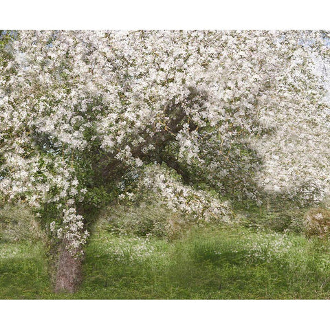 Apple Tree White Modern Wood Framed Art Print by Kerber, Jutta