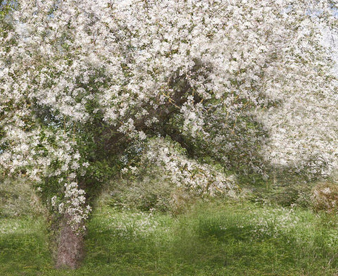 Apple Tree Black Ornate Wood Framed Art Print with Double Matting by Kerber, Jutta