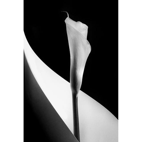 Calla Lily White Modern Wood Framed Art Print by Clough, Stephen