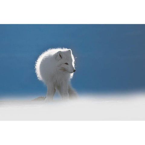 Arctic Fox Black Modern Wood Framed Art Print by Marchegiani, Roberto