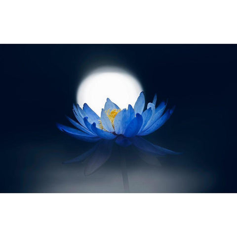 Fleeting Dream Black Modern Wood Framed Art Print with Double Matting by Suzuki, Takashi