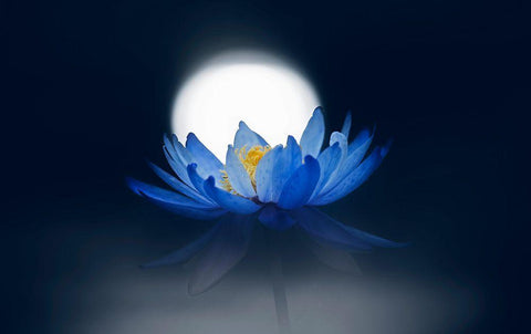 Fleeting Dream Black Ornate Wood Framed Art Print with Double Matting by Suzuki, Takashi