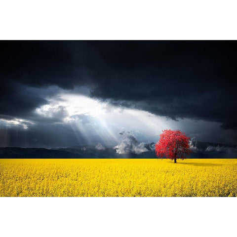 A Red Tree In The Canola Meadow White Modern Wood Framed Art Print by Hamiti, Bess