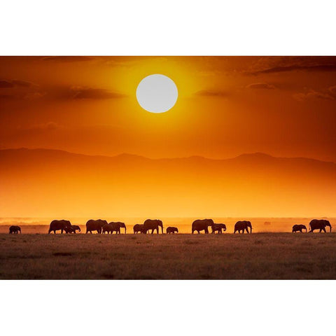 Sunrise Parade White Modern Wood Framed Art Print by C. Sink, Jeffrey