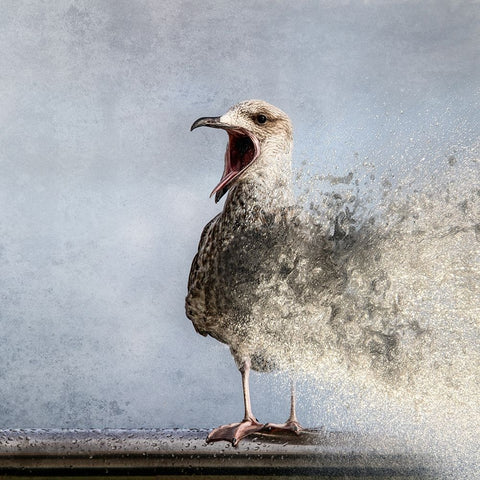 Waterbird White Modern Wood Framed Art Print with Double Matting by Flour, Bruno