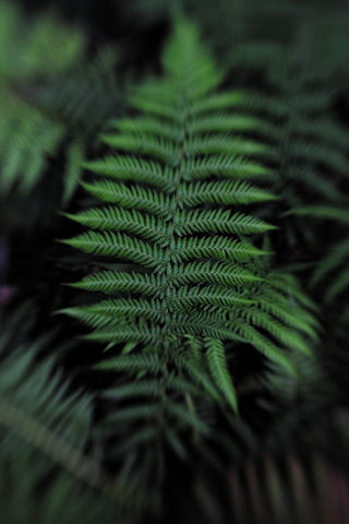 Soft Leaf Black Ornate Wood Framed Art Print with Double Matting by Walsh, Claire