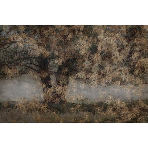 Pine Tree Black Modern Wood Framed Art Print with Double Matting by Talen, Nel