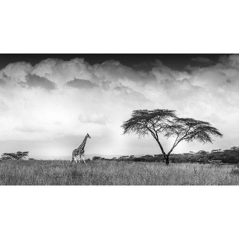 And I Dreamed Of Africa White Modern Wood Framed Art Print by C. Sink, Jeffrey