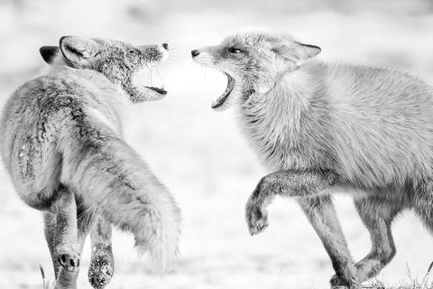 Winter Dream 2 Black Ornate Wood Framed Art Print with Double Matting by Itoyama, Eiji