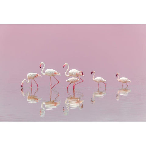 Flamingos White Modern Wood Framed Art Print by Itoyama, Eiji