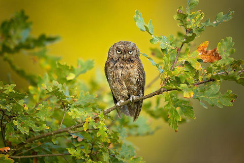 Eurasian Scops Owl White Modern Wood Framed Art Print with Double Matting by Zygmunt, Milan