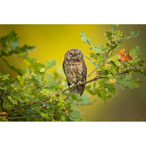 Eurasian Scops Owl Black Modern Wood Framed Art Print with Double Matting by Zygmunt, Milan