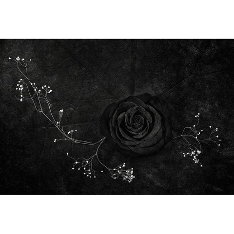 Rose Noire Black Modern Wood Framed Art Print with Double Matting by Clough, Stephen