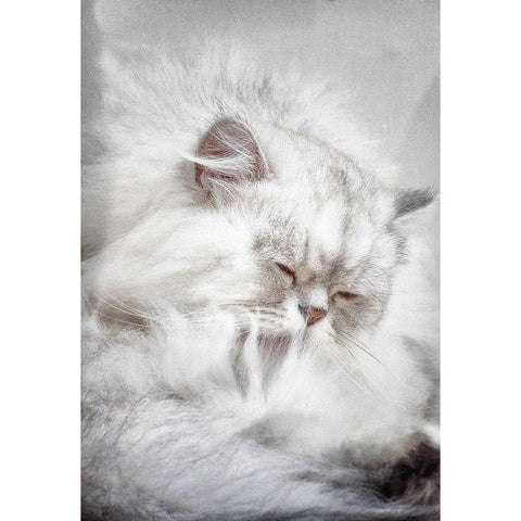 The Cat In The Window Black Modern Wood Framed Art Print with Double Matting by Clark, Ray