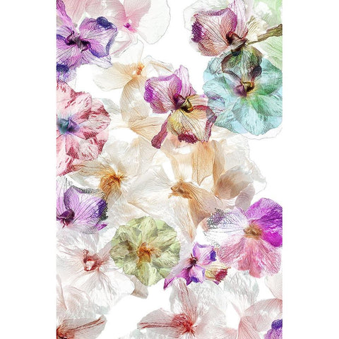 Ghost Orchids Black Modern Wood Framed Art Print by Shumilova, Ludmila