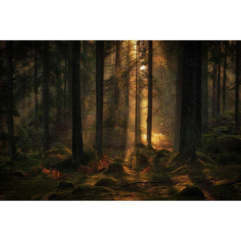 The Light In The Forest Black Modern Wood Framed Art Print with Double Matting by Wallberg, Allan