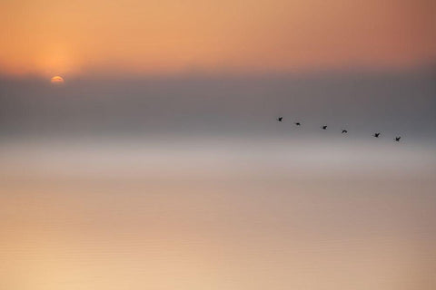 Precious Memories Black Ornate Wood Framed Art Print with Double Matting by Schleicher-Schwarz, Roswitha