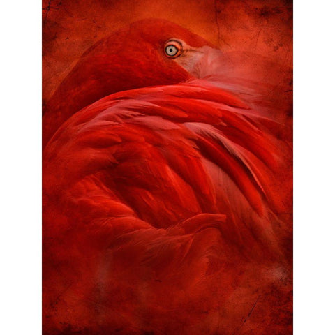 Tropical Black Modern Wood Framed Art Print with Double Matting by Hummel, Jeffrey