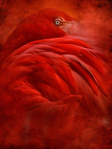 Tropical White Modern Wood Framed Art Print with Double Matting by Hummel, Jeffrey