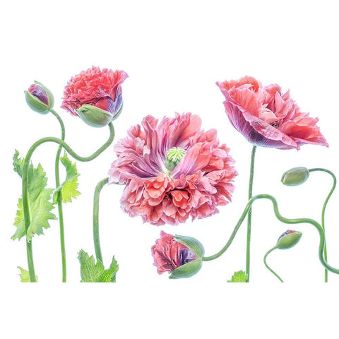 Fancy White Modern Wood Framed Art Print by Disher, Mandy