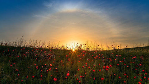 Red Poppies And Sunrise White Modern Wood Framed Art Print with Double Matting by Zhu, Hua