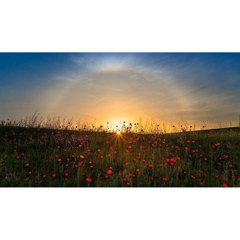 Red Poppies And Sunrise Gold Ornate Wood Framed Art Print with Double Matting by Zhu, Hua