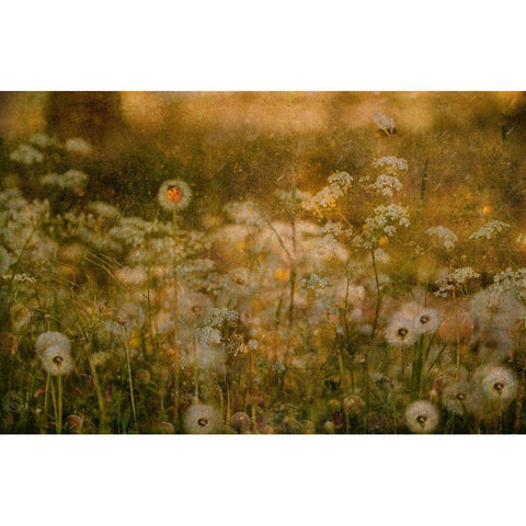 Dandelion Dreams Gold Ornate Wood Framed Art Print with Double Matting by Devos, Delphine