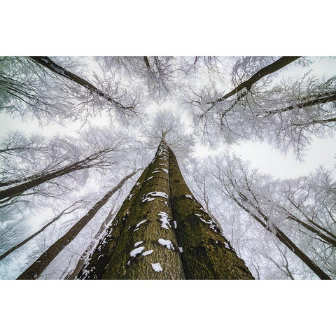 Looking Up White Modern Wood Framed Art Print by Pavlasek, Tom