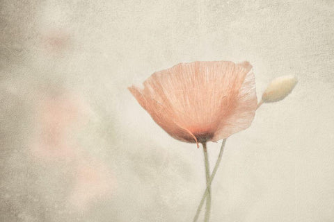 Jewel Of Nature White Modern Wood Framed Art Print with Double Matting by Claes, Gilbert