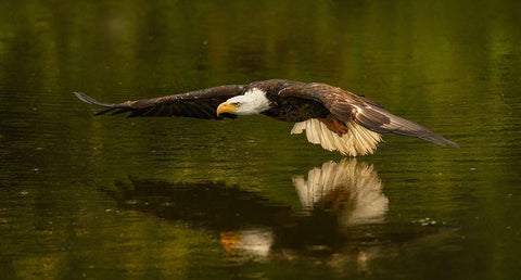 The Reflective Pond Black Ornate Wood Framed Art Print with Double Matting by Breau, Susan