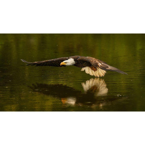 The Reflective Pond Black Modern Wood Framed Art Print by Breau, Susan