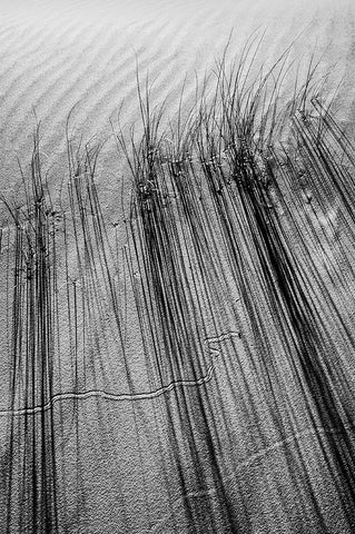 Dune # 7 White Modern Wood Framed Art Print with Double Matting by Rousse, Pascal