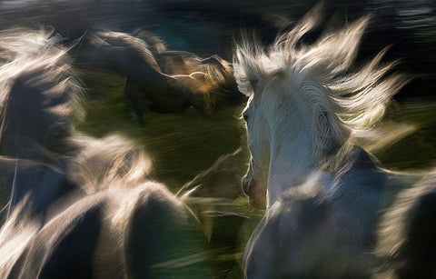 Esata Equina White Modern Wood Framed Art Print with Double Matting by Malovrh, Milan